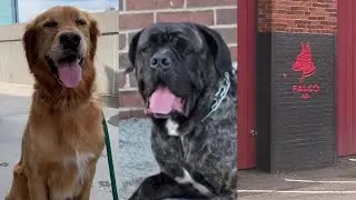 Dog owners speak out after animal cruelty charges filed against Mass. business owner