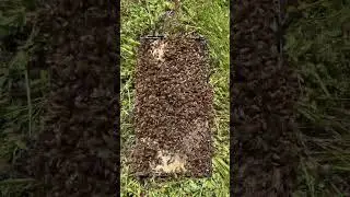 Bees Robbing Honey From Frame🐝 #shorts