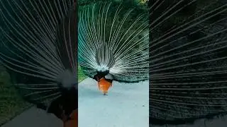 The Mesmerizing Peacock Dance: A Colorful Spectacle #peacockrangoli