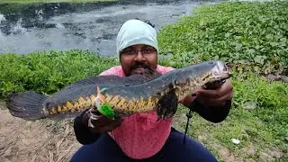 Snakehead fishing of frog,snakehead fishing tips