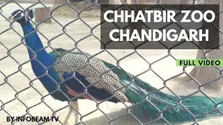 Chhatbir Zoo Chandigarh | Full Zoo Tour