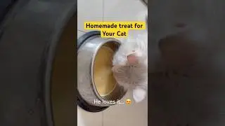 Make Homemade healthy treat for your cat | cat will love it 😋 #cattreats #persian #cat #shorts
