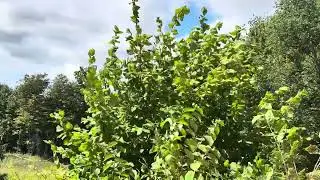 Hazelnut *Update* - & a Question