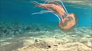Samsung Galaxy S6 Edge. MUST SEE 4K  underwater video. Vid&eacute;o sous l'eau.