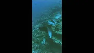 Bowmouth Guitarshark, Manta and Eagle Rays, Dec 2024 in the Maldives