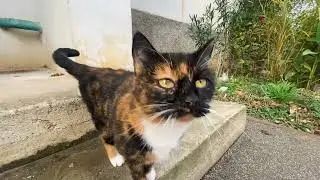 This Tortoiseshell Street Cat Looked Strong&hellip; Until You Saw Her Eyes