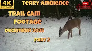 4k Trail Camera Footage December 2025 Part 3