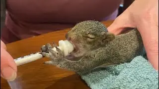 Baby Squirrels Hazel and Olive feeding ! HUNGRY GIRLS !