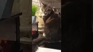 🐅❤️Катюша #подпишись #катюша #cats #кот#cure#cat #catloversclub #catoftheday ##catvideos #catshorts