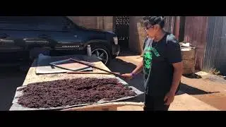 Saguaro Fruit (Bahidag) Harvest by Terrol Johnson | Ajo Center for Sustainable Agriculture