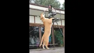 Indian Wild Encounter At Myrtle Beach Animal Safari 2022 !!