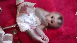 Very Lovely!! Newborn Monkey Jason Adorable Gesture Sleeping Wait To Drinking Milk After Whimper