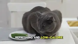 Top 10 Human Foods Cats Can Eat