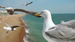 The Seagulls of Brighton