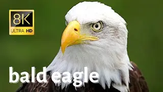 Impressive Close-ups of Bald eagle in wilderness - 8K [Ultra HD]