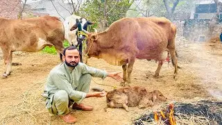 Mubarak Howy 🥰 ( Cow Na Baby De Diya 😍😍 ) Zia Ahmad Awan Vlog