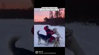 😀 #лабрадор #лабрадорретривер #собака #щенок #влог #хаски