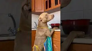 Жена мне больше не нужна 😂 #питбульджина #cutedogs #dogtrend #funnydogs