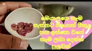 Arowana fish care in sinhala ඇරවානලා ගැන සිංහලෙන් #follow #arowanalovers