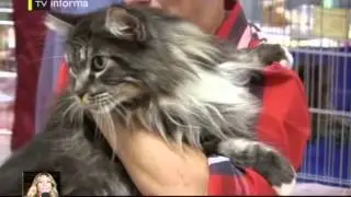 Di TV - Animali in Fiera a Forl&igrave;, Salone del cavallo di Forl&igrave;