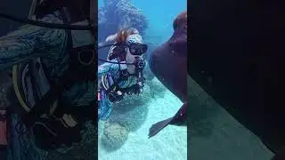Scuba Diving in Thailand: 10 BEST Spots (Beginners to Pros!) 🐠🌊