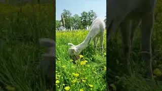 alpaca's eating grass😊