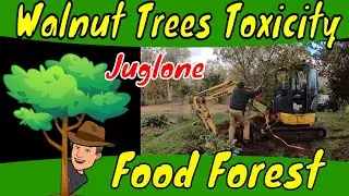 Walnut Trees in a Food Forest What I learned