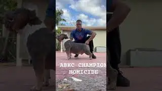 Top ABKC CHAMPION POCKET BULLY STUD