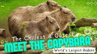 Meet the Capybara  The World&rsquo;s Largest Rodent