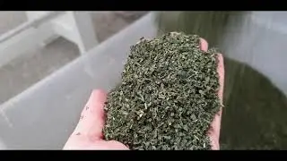 Rebling processing line - processing of nettle (Urtica)