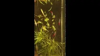 Neon Tetra, Gold Tetra in the sunrise, in the fluval edge!