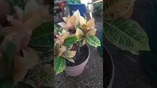 Croton House Plant - AZ Fall Color