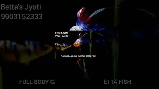 FULL BODY GALAXY ROSETAIL BETTA FISH #pets #betta #fish