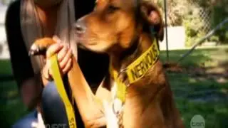 FRIENDLY DOG COLLARS 'THE PROJECT'