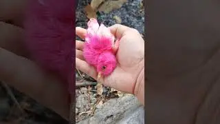 Found The Pink Chick Dead (нашел розового цыпленка мертвым) #shorts #animals #chickensong