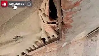 Pigeons ko Dani Pani or Bacho ka Shook || Dhoop k Sath Sath  Baki KabutrOon Ka Shook