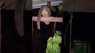 Kinkajou, night monkey