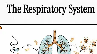 Respiratory System | Breathing Process in Humans