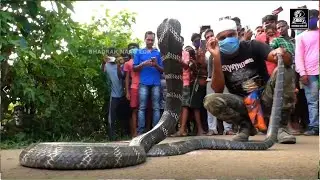 Village people Hunting Big Snake || Nicely World