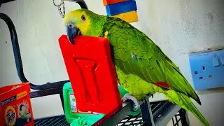 29 Blue-font Amazon Parrot Funny Talking #amazonparrot #birds #petlokam #aviary #pets #parrot