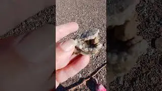 neat little #shellfossil with crystals 🤩 #lastminute find 1/18 #arkansasriver #mudlarking