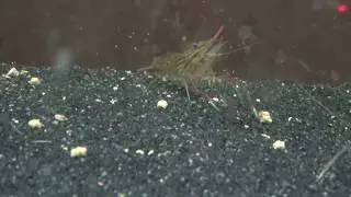 Fish Tank Update - Prawn Problems