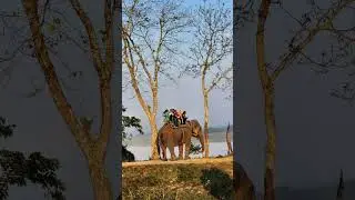 #kaziranga national park#safari#elephant safari#memories #WildlifeSanctuary #AssamWildlife#tiger