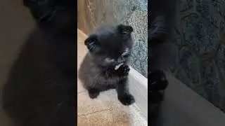 шотландские котейки Барановичи Москва #cat #видосыоткота #котик