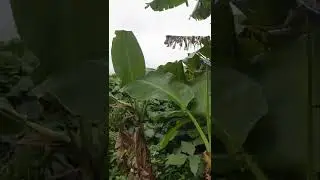 Banana tree with fruit/ Puno ng saging na may bunga