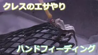 【爬虫類飼育】虫のいらないエサやり、クレスベビーのハンドフィーディング