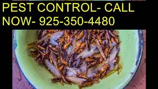Dial (925)350 4480 Bug Pest Control Clovis CA