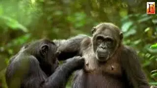 Bling, not brawn, gives some animals the edge in the mating game