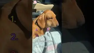Top 5 Best Dog Moments 💖 | Heartwarming & Funny Dogs #Shorts #dogs #animals #dogshorts #puppy #pets