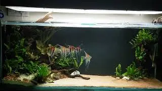 Rio Manacapuru Angelfish#😍